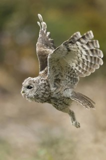 In flight... Tawny owl (Strix aluco), flying owl, the dense, velvety plumage with the comb-like