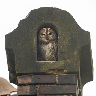 In an old chimney... Tawny owl (Strix aluco), typical picture, sits protected in its nest in an old