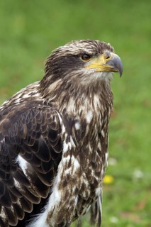 Black chested buzzard, Geranoaetus melanoleucus, Immature female perched on a tree, Close-up,