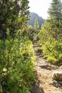 Hikers on a lightly overgrown path in a sunny forest landscape, hike to the Schlehrn, Alpe di