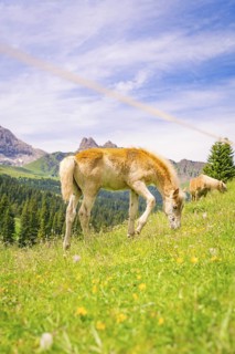 Foal eating grass in a meadow with flowers, surrounded by peaceful nature and mountains, hike to