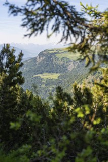 View through fir trees to wooded mountains under a blue sky, hike to the Schlehrn, Alpe di Siusi,