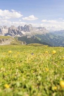 Flower meadow with mountain view, blue sky with scattered clouds, hike to the Schlehrn, Alpe di