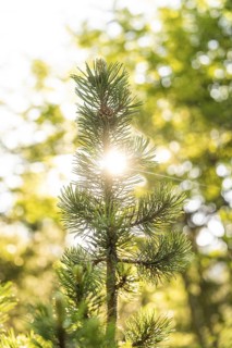 Sunbeams break through dense fir branches and illuminate the surroundings, hike to the Schlehrn,