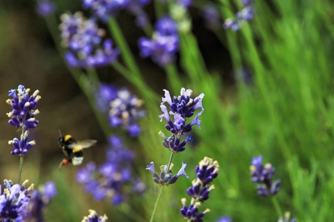 Lavender blossom, close-up with bumblebee, Fromhausen lavender fields, Detmold, East