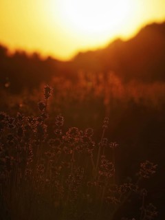 Lavender flowers at sunset, backlight, lavender fields Fromhausen, Detmold, East Westphalia-Lippe,