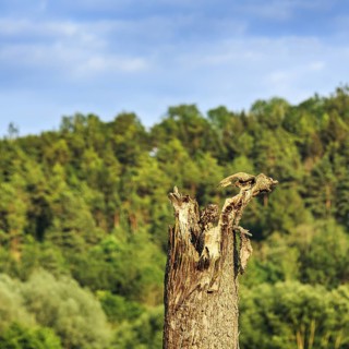 Little owl (Athene noctua) sitting on dead wood, Höxter, Weserbergland, North Rhine-Westphalia,