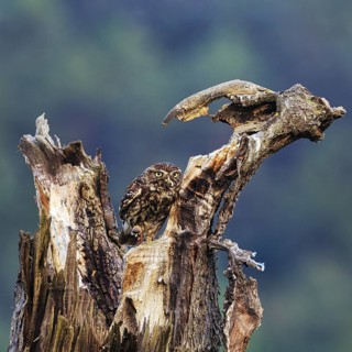 Little owl (Athene noctua) sitting on dead wood, prey in its beak, Höxter, Weserbergland, North