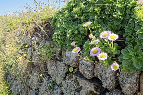 Wallflowers, flowering plants on a stone wall by the roadside at Land's End. Land's End, the tip of