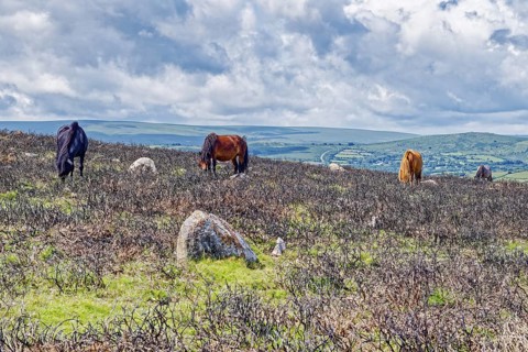 Horses in the grassland around the Top Tor rock hill in Dartmoor National Park in the British