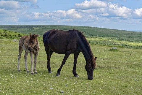Horses and foals at Haytor Dawn in Dartmoor National Park. Bovey Tracey, Devon, South England,