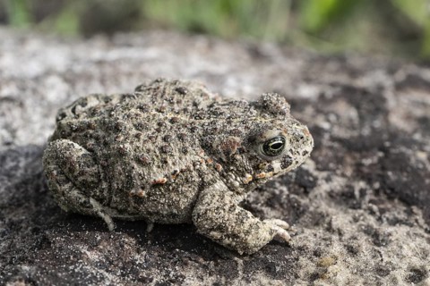 Natterjack toad (Epidalea calamita), Emsland, Lower Saxony, Germany