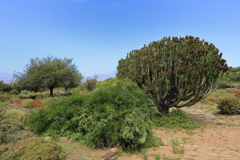 Euphorbia ingens, cactus spurge, spurge family, flowering, flowers, Karoo Desert Botanic Garden,