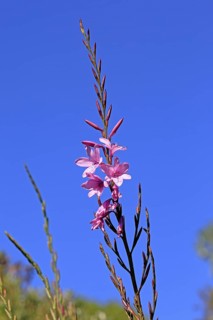 Watsonia borbonica, Cape horn lily, flower, flowering, Kirstenbosch Botanical Gardens, Cape Town,