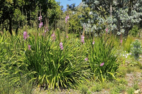 Watsonia borbonica, Cape horn lily, flower, flowering, Kirstenbosch Botanical Gardens, Cape Town,