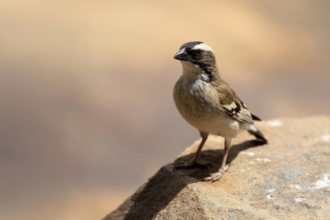 White-browed Weaver (Plocepasser mahali), adult male, on the ground, alert, Mountain Zebra National