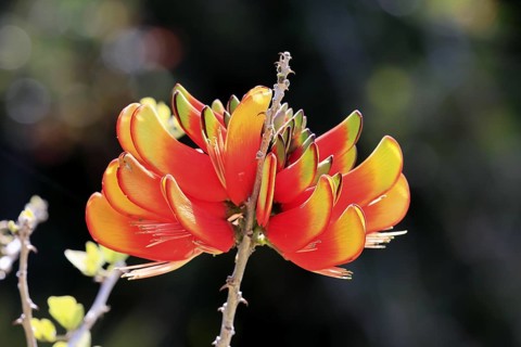 Erythrina acanthocarpa, Tambuki thorn, flowering, flowers, Karoo Desert Botanic Garden, Worcester,