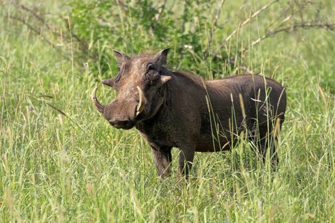 Warthog (Phacochoerus africanus), adult, male, foraging, alert, Kruger, Kruger National Park, South