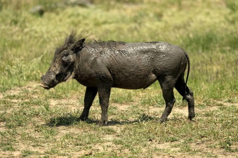Warthog (Phacochoerus africanus), adult, after mud bath, Kruger, Kruger National Park, South Africa