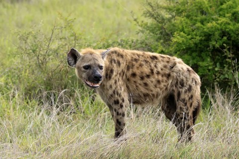 Spotted hyena (Crocuta crocuta), spotted hyena, adult, alert, Kruger, Kruger National Park, South