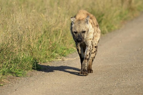 Spotted hyena (Crocuta crocuta), spotted hyena, adult, running, Kruger, Kruger National Park, South