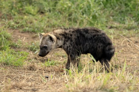 Spotted hyena (Crocuta crocuta), spotted hyena, young animal, alert, curious, Kruger, Kruger