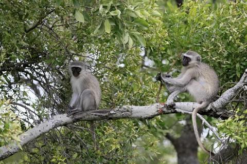 Vervet Monkey (Chlorocebus pygerythrus), adult, sitting, two, tree trunk, Kruger, Kruger National