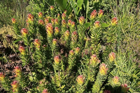 Mimetes cucullatus, flower, flowering, shrub, Kirstenbosch Botanical Gardens, Cape Town, South