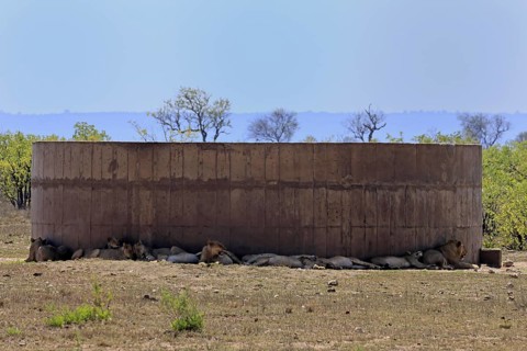 Lion (Panthera leo), adult, group, water tank, shade, cooling, lying, resting, Kruger, Kruger
