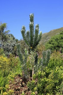 Silver tree (Leucadendron argenteum), flowering, flowers, Kirstenbosch Botanical Gardens, Cape