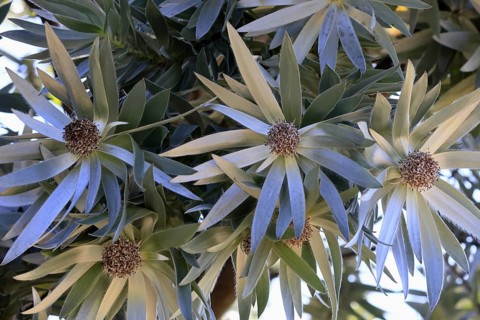 Silver tree (Leucadendron argenteum), flowering, flowers, Kirstenbosch Botanical Gardens, Cape