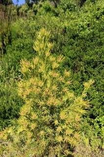 Silver tree (Leucadendron salignum), flowering, flowers, Kirstenbosch Botanical Gardens, Cape Town,