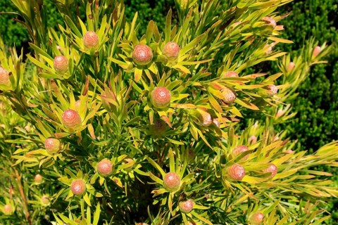 Silver tree (Leucadendron salignum), flowering, flowers, Kirstenbosch Botanical Gardens, Cape Town,