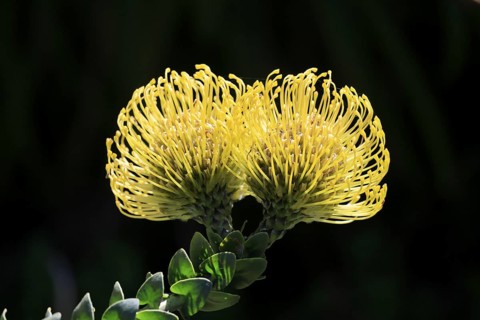 Pincushion protea (Leucospermum cordifolium), flower, in bloom, Kirstenbosch Botanical Gardens,
