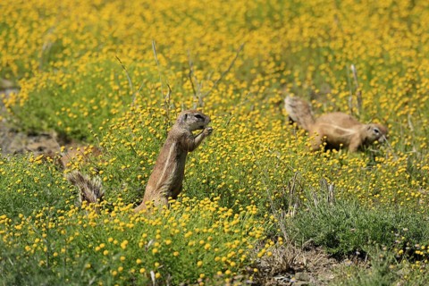 Cape bristle-necked squirrel (Xerus inauris), adult, alert, standing upright, feeding, flower