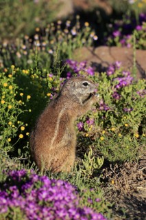 Cape bristle-thighed squirrel (Xerus inauris), adult, alert, standing upright, feeding, flower