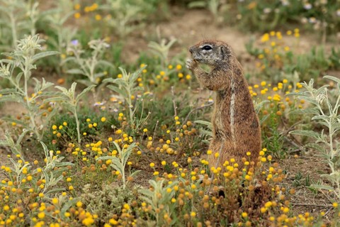 Cape bristle-thighed squirrel (Xerus inauris), adult, standing upright, feeding, flower meadow,