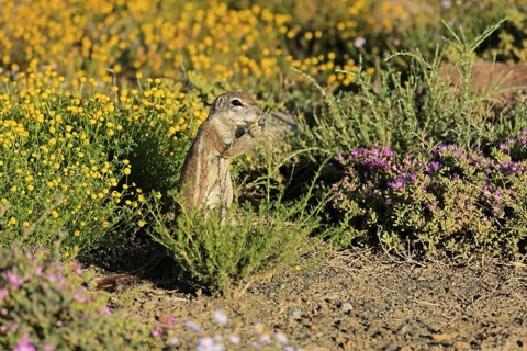 Cape Bristle-thighed Squirrel, (Xerus inauris), adult, alert, standing upright, feeding, flower