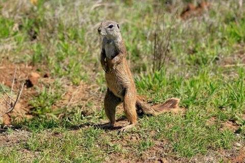 Cape bristle-necked squirrel (Xerus inauris), adult, alert, standing upright, foraging, Mountain