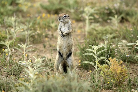Cape bristle-necked squirrel (Xerus inauris), adult, alert, standing upright, Mountain Zebra