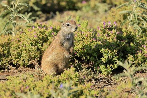 Cape bristle-thighed squirrel (Xerus inauris), adult, alert, standing upright, flowering meadow,