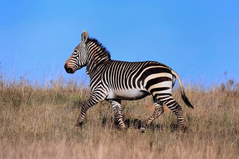 Cape Mountain Zebra (Equus zebra zebra), adult, running, foraging, Mountain Zebra National Park,