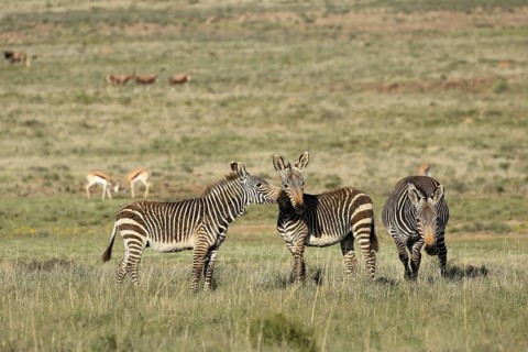 Cape Mountain Zebra (Equus zebra zebra), adult, three, group, social behaviour, foraging, Mountain