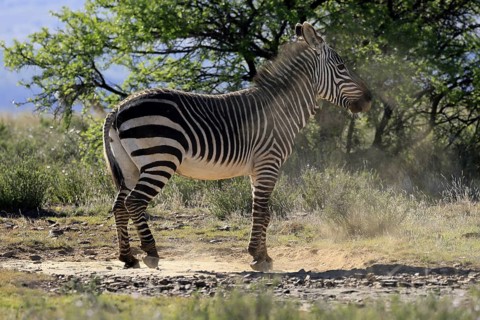 Cape Mountain Zebra (Equus zebra zebra), adult, after sand bath, Mountain Zebra National Park,