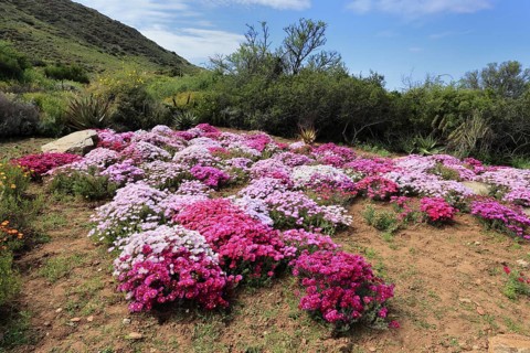 Lampranthus multiradiatus, midday flower, flowering, Karoo Desert Botanic Garden, Worcester,