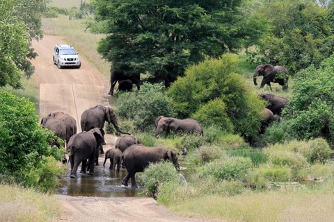 Kruger National Park, South Africa, Africa, riverbed, flooded road, landscape, African elephants,