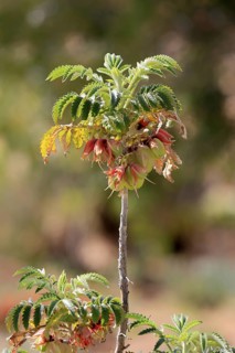 Honeybush (Melianthus comosus), flower, flowering, Karoo Botanic Gardens, Worcester, Western Cape,