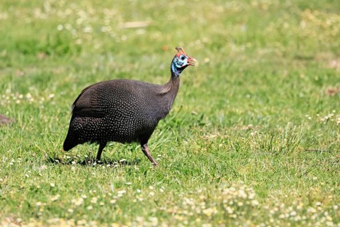 Helmeted guineafowl (Numida meleagris), adult, calling, running, foraging, Kirstenbosch Botanical
