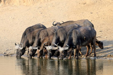 Cape buffalo (Syncerus caffer), adult, young animal, drinking, water, herd, Kruger, Kruger National