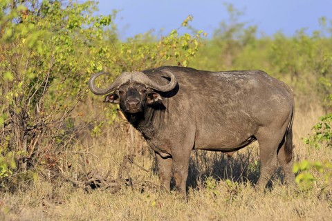 Cape buffalo (Syncerus caffer), adult, male, alert, foraging, Kruger, Kruger National Park, South